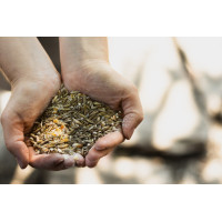 Kalibracja nasion przed siewem – sposób na wyższe plony