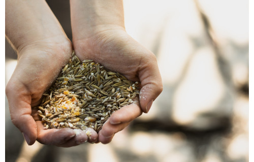 Kalibracja nasion przed siewem – sposób na wyższe plony