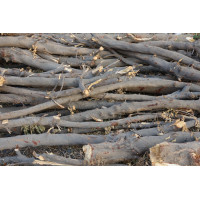 Co zrobić z gałęziami po cięciu w sadzie i ogrodzie?