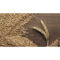 Ciekawostki o zbożu - jak dzika trawa zmieniła losy świata