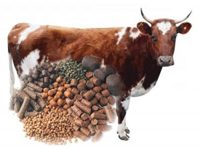 PELLET MILL FOR ANIMAL FEED: WHAT PROBLEMS CAN BE SOLVED
